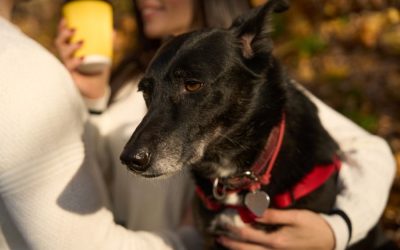 About the New Mystery Dog Illness