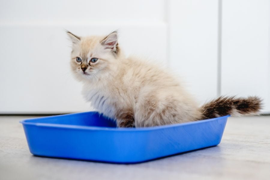 Best Cat Litter Products