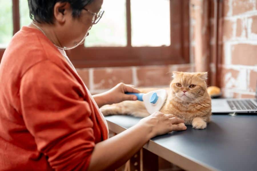 Cat Groomers in Yorktown