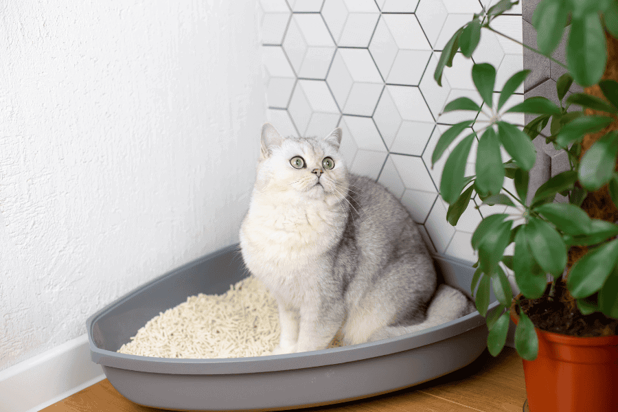 Cat sitting in a cozy litter box at Hearts at Home Pet Sitting, providing in-home pet care and companionship for cats. Expert pet sitting service ensuring your feline friend’s comfort and happiness.