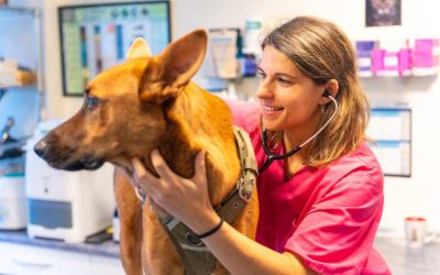 Chagas Disease in Dogs is in Virginia