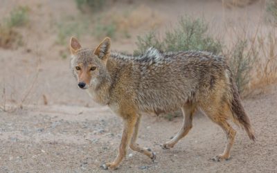 Coyotes in Yorktown, Virginia