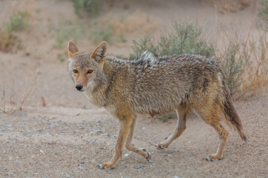 Wild coyote walking across desert terrain, symbolizing wildlife and nature.