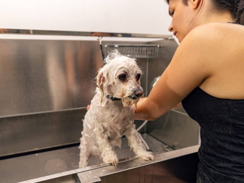 “Small white dog getting a bath from dog groomer in Poquoson, Virginia