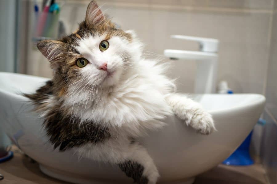 Do Cats Need Grooming