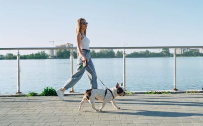 Dog-Friendly Yorktown