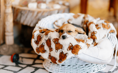 Five Dog Products to Avoid