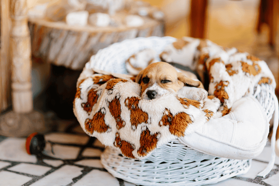 Dog Products to Avoid