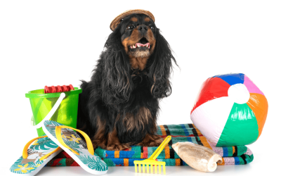 Five Dog Products We Love