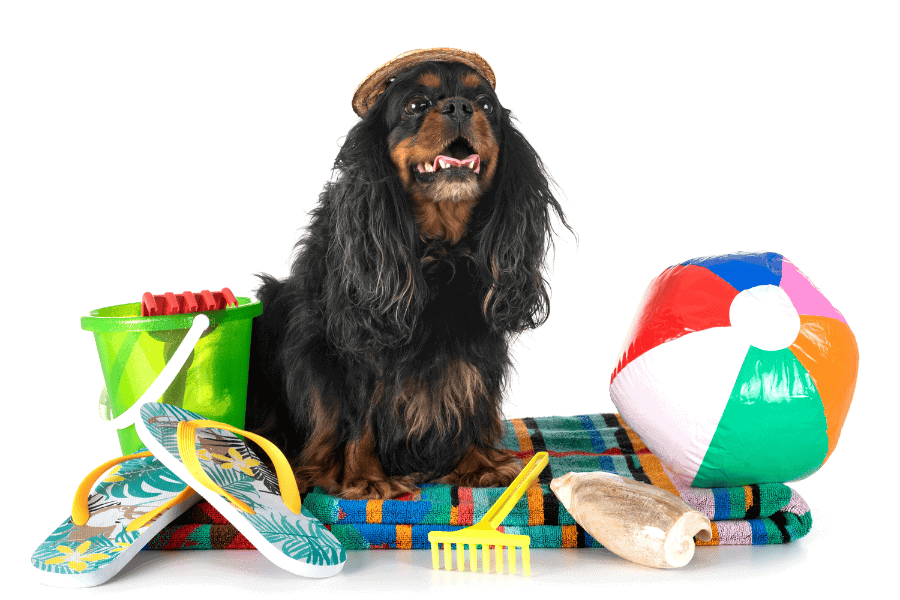 Dog with summer beach accessories, outdoor summer pet care, pet sitting services, dog sitting with beach toys and umbrella.