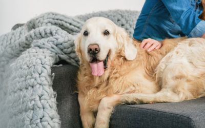 Essential Tips for a Pet-Friendly Fall