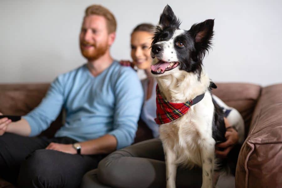 Getting to Know Your Pet Sitter