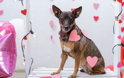 Gifts That Truly Make Pets Happy