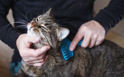 Hairballs in Cats: A Feline Phenomenon