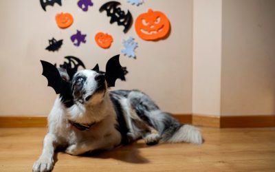 Halloween Treats: Do’s & Don’ts