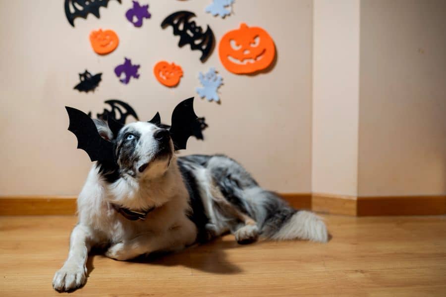 Halloween Treats Do's & Don'ts