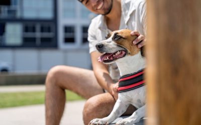 Holiday Weekends & Pet Safety