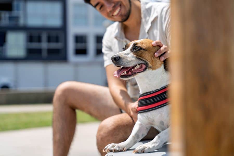 Holiday Weekends & Pet Safety