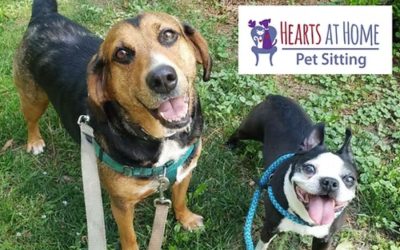 How Often Should Dogs Be Walked?