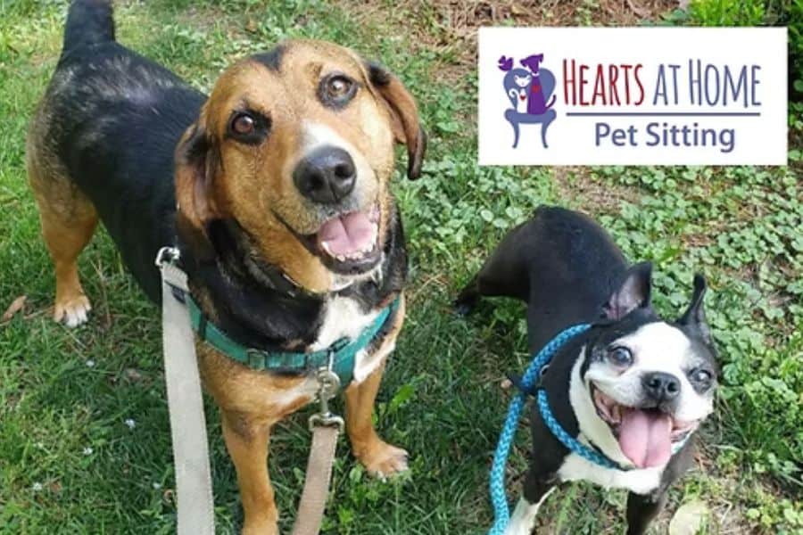 How Often Should Dogs Be Walked