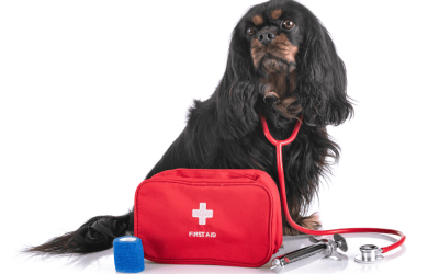 Building a Pet First Aid Kit