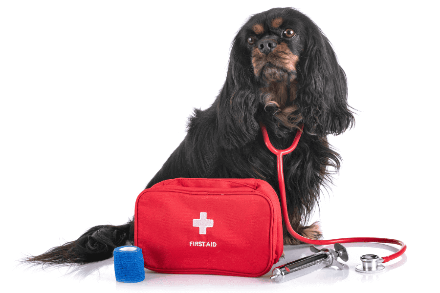 First aid kit with a stethoscope, bandage, and medical tools for pet health care and veterinary services.