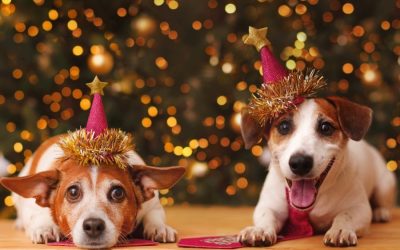 If Pets Had Resolutions