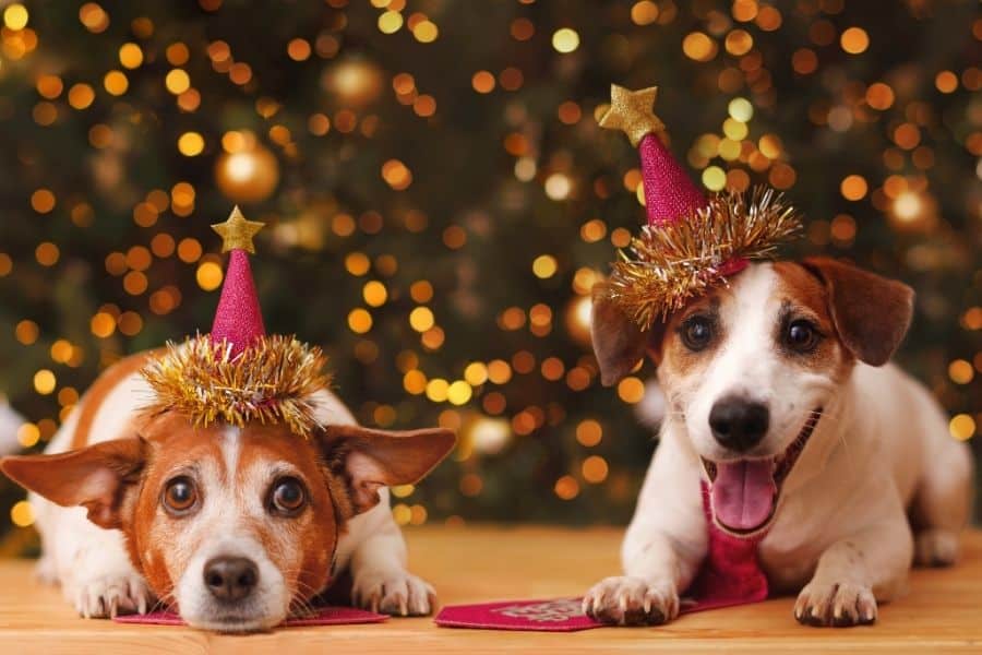If Pets Had Resolutions