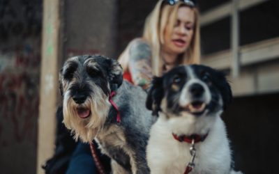 In-Home Pet Sitting vs Boarding