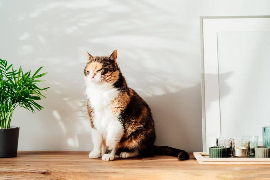 My Cat is Lost. What do I do