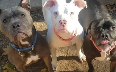 National Pit Bull Awareness