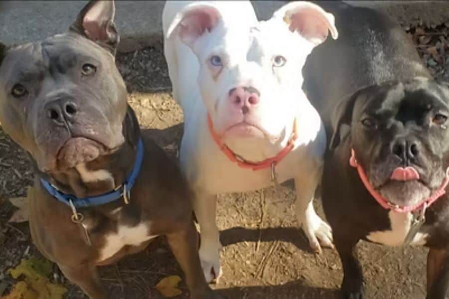 National Pit Bull Awareness