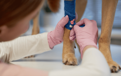 Pet First Aid Training for Pet Parents