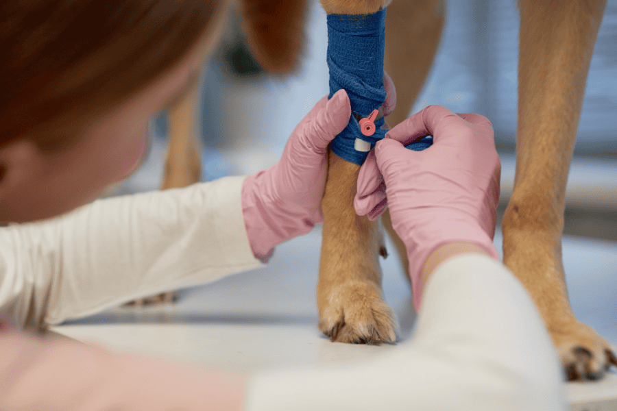 Pet First Aid and CPR Training for Pet Parents