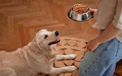 Pet Food Recalls