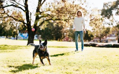 Pet-Friendly Summer Events in Yorktown