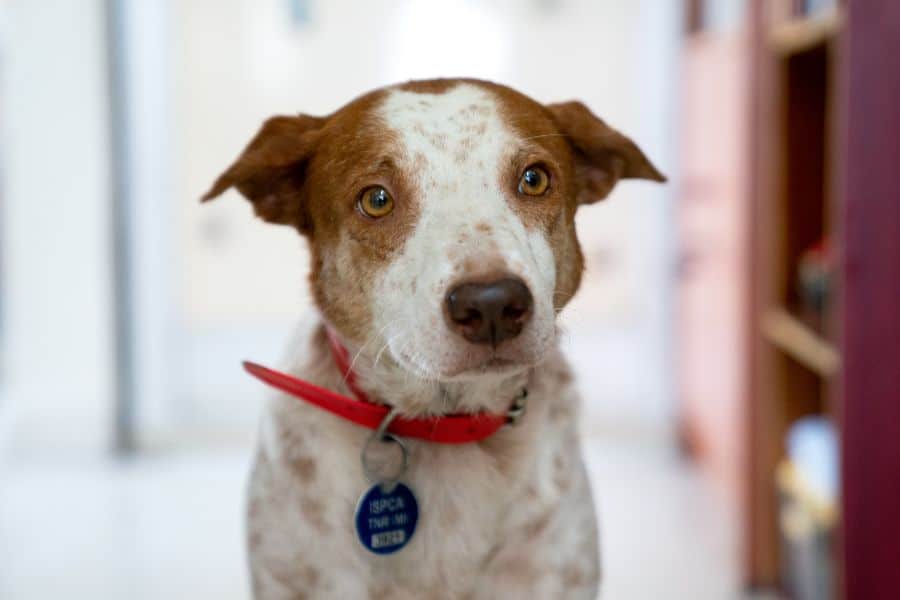 Dog pet sitting service at home with affectionate brown and white dog looking curiously, promoting reliable pet sitting, pet care, and dog walking services by Hearts at Home Pet Sitting.