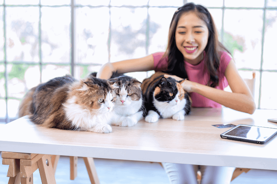 Pet Sitter Education Hearts at home Pet Sitting