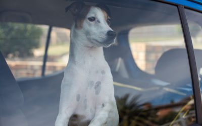 Pet-Specific Prep For Hurricane Season