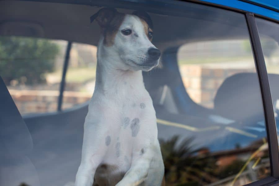 Pet-Specific Prep For Hurricane Season