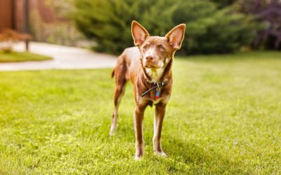 Prevent Lyme Disease in Dogs