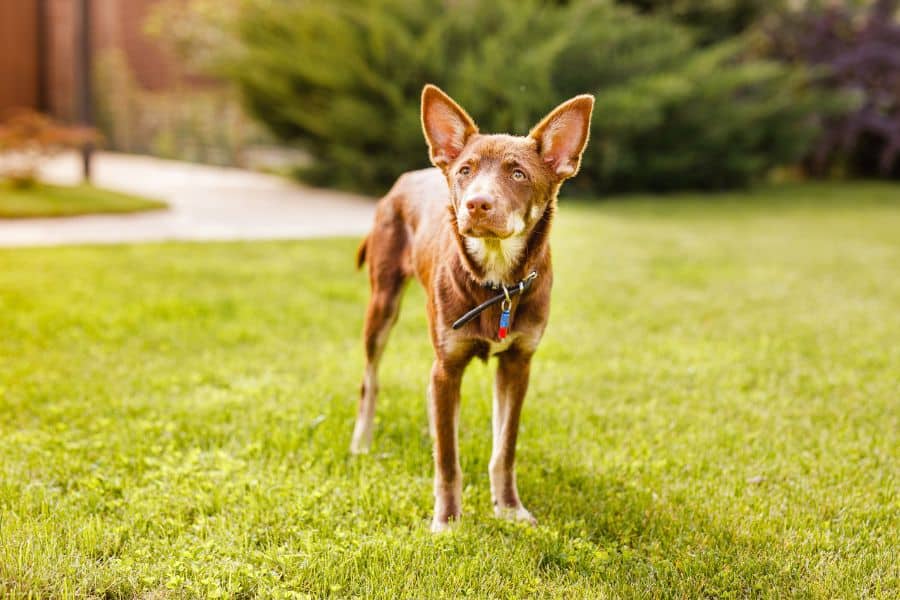 Prevent Lyme Disease in Dogs