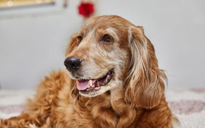 Rainbow Bridge Remembrance Day