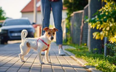 Reasons You Need a Dog Walker