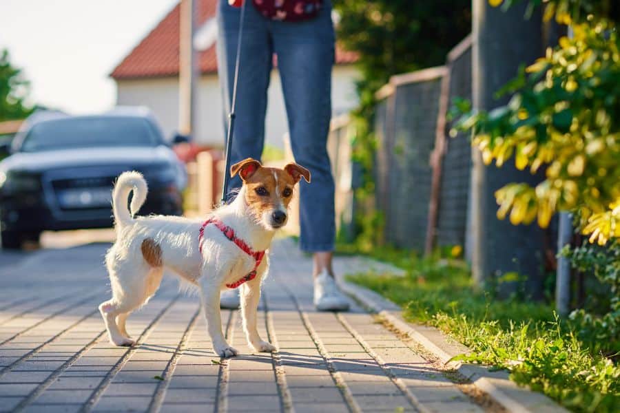 Reasons You Need a Dog Walker