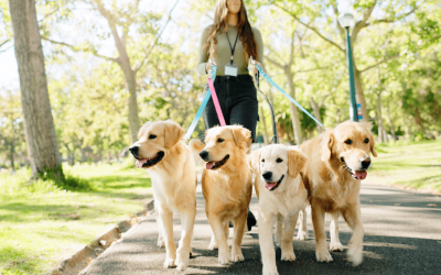Top Five Reasons to Hire a Dog Walker