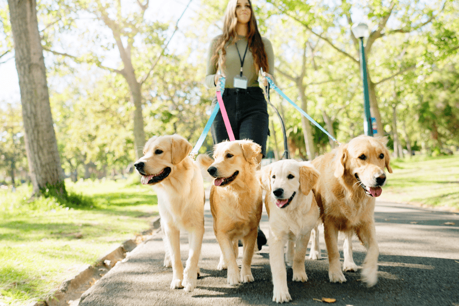 Reasons to Hire a Dog Walker