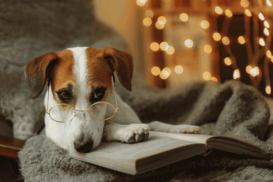 Some Books That Teach Kids About Dogs