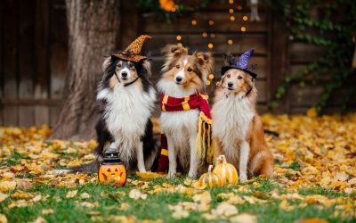 Spooky Truths: Why Pets & Halloween Don’t Mix