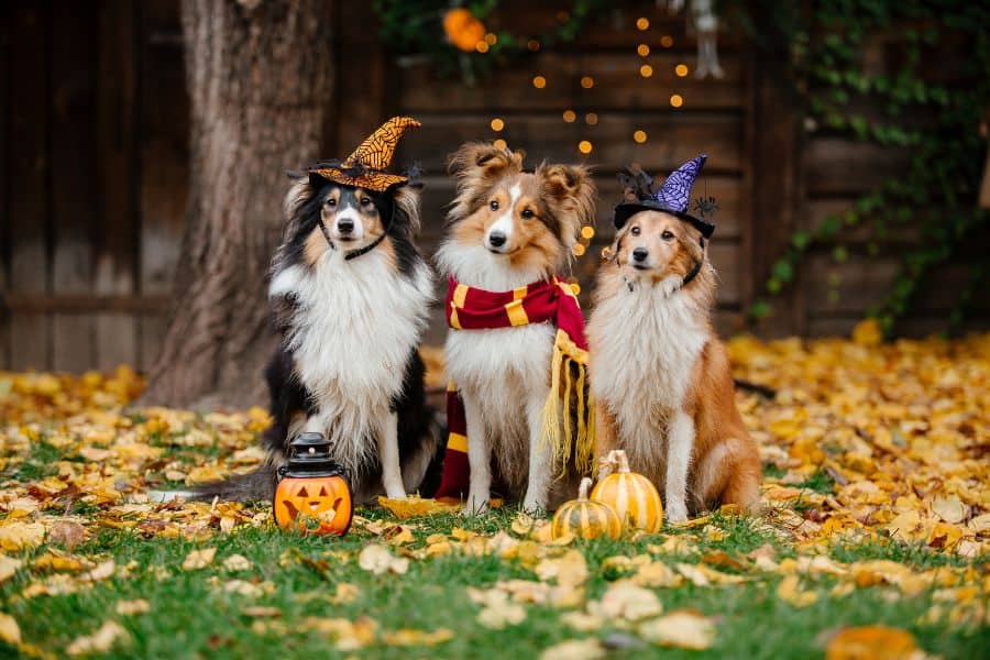 Spooky Truths Why Pets & Halloween Don't Mix
